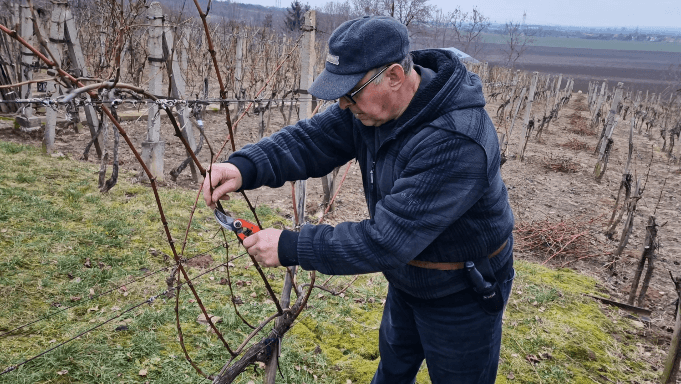 Ako strihať vinohrad