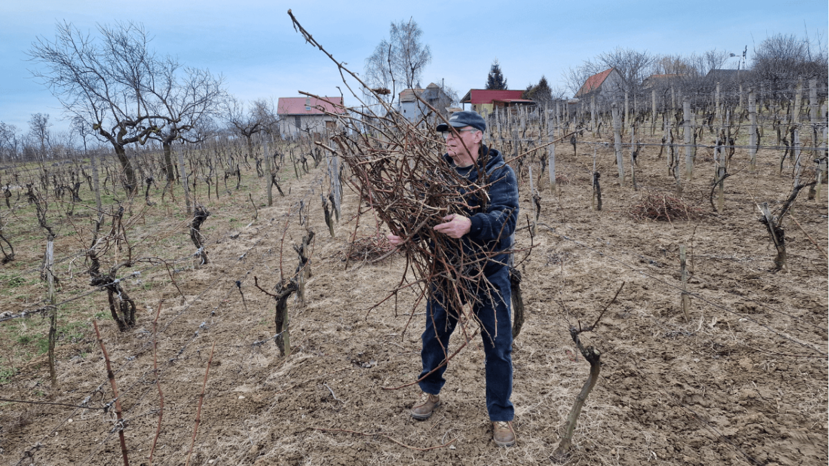 Vinohradnícke prútie – révie