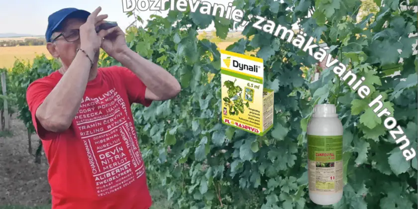 Dozrievanie, zamäkávanie hrozna