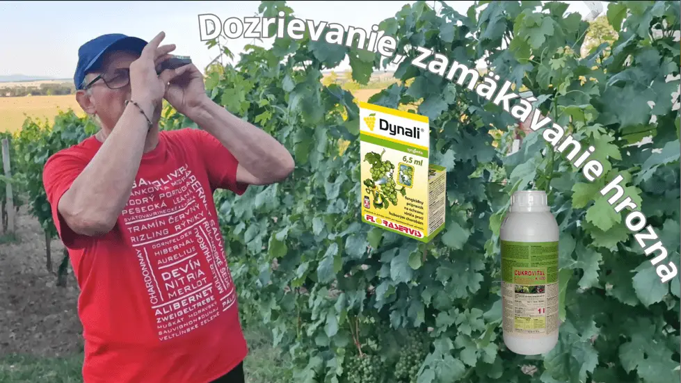 Dozrievanie, zamäkávanie hrozna