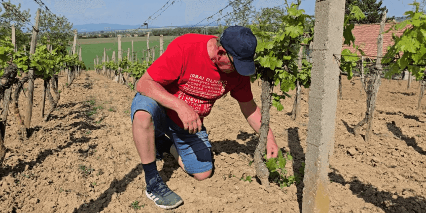 Čistenie kmienkov na viniči – vegetačné štádium 6 – 9 lístok na viniči, BBCH – 16 – 19