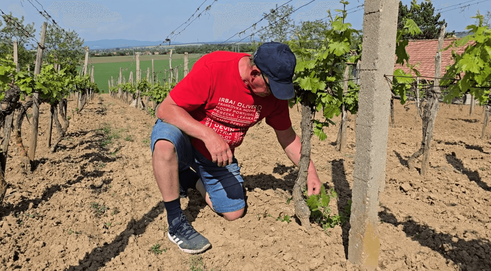 Čistenie kmienkov na viniči – vegetačné štádium 6 – 9 lístok na viniči, BBCH – 16 – 19