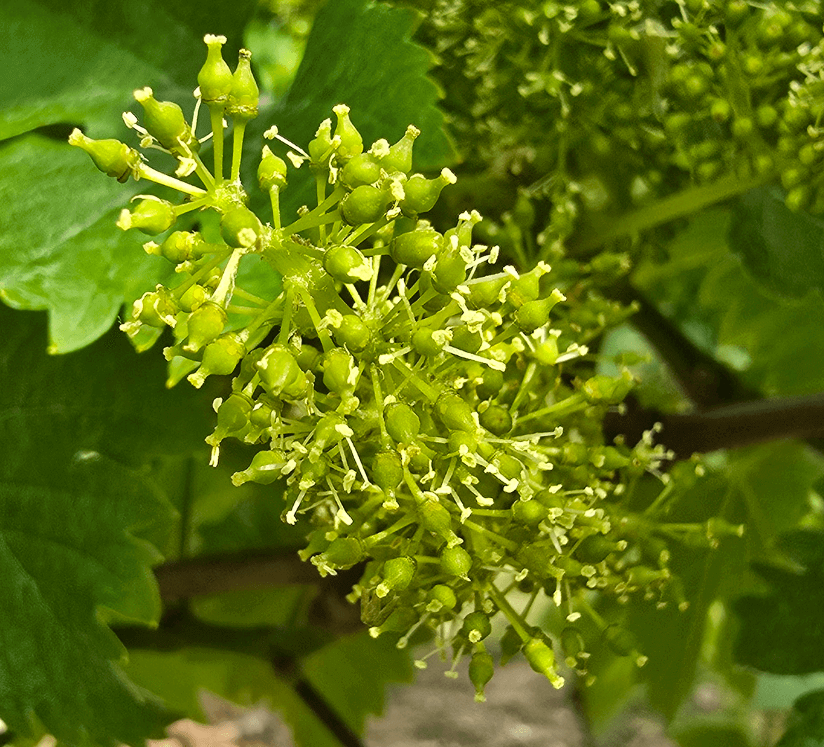 Kvitnutie viniča BBCH 61 – 68