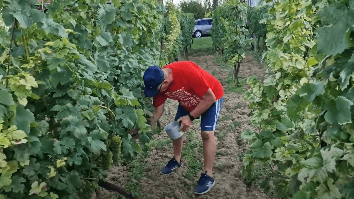Kontrola zrelosti hrozna
