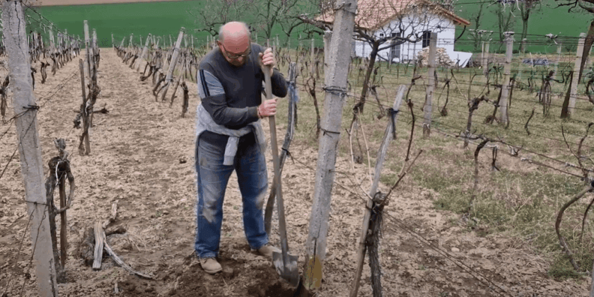 Vinohrad krátka história, stĺpy, údržba, herbicídy a iné