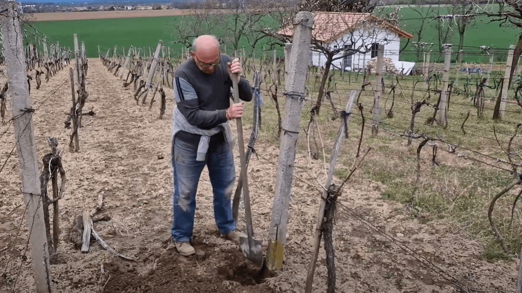 Vinohrad krátka história, stĺpy, údržba, herbicídy a iné