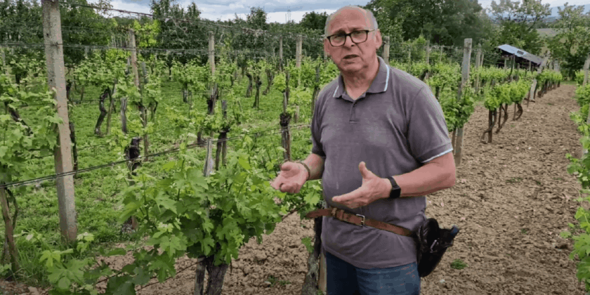 Koruna viniča