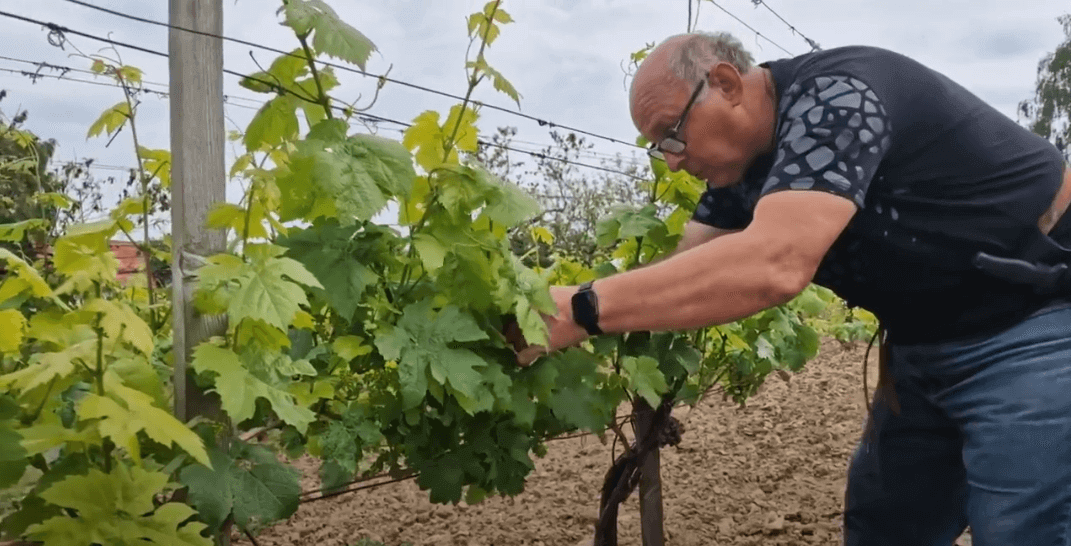 Podsúvanie letorastov viniča