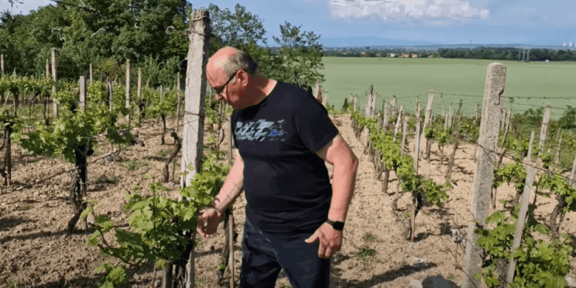 Pozor na peronospóru
