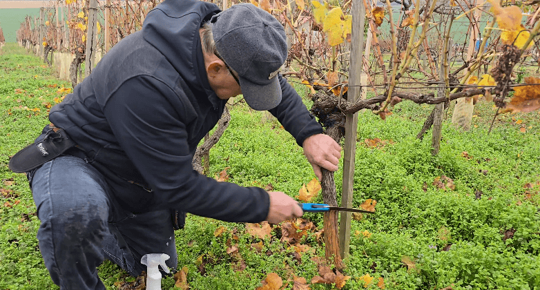 Musíme to odpíliť! Takto končí vinič so zlatým žltnutím