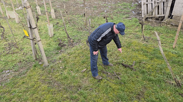 Ako budem bojovať proti zlatému žltnutiu viniča vo svojom vinohrade