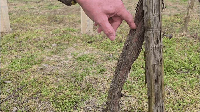 Boj proti cikáde vo vinohrade správne insekticídy a termíny