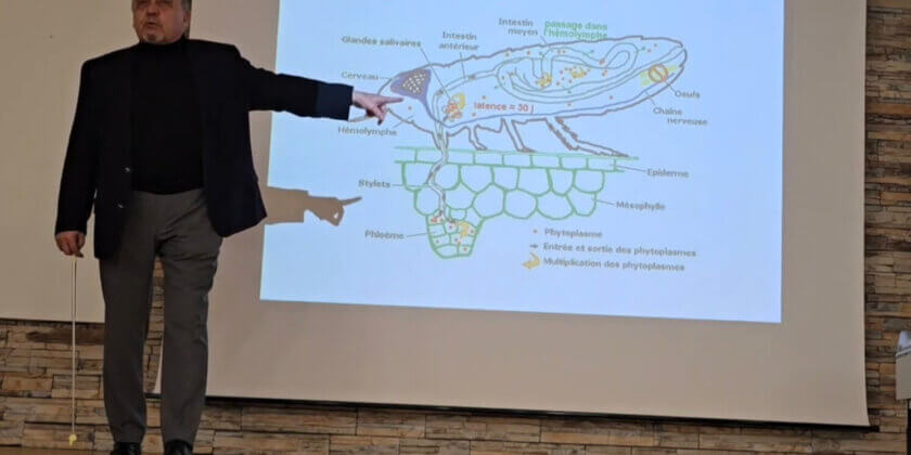 Na Zlaté žltnutie viniča upozorňoval roky