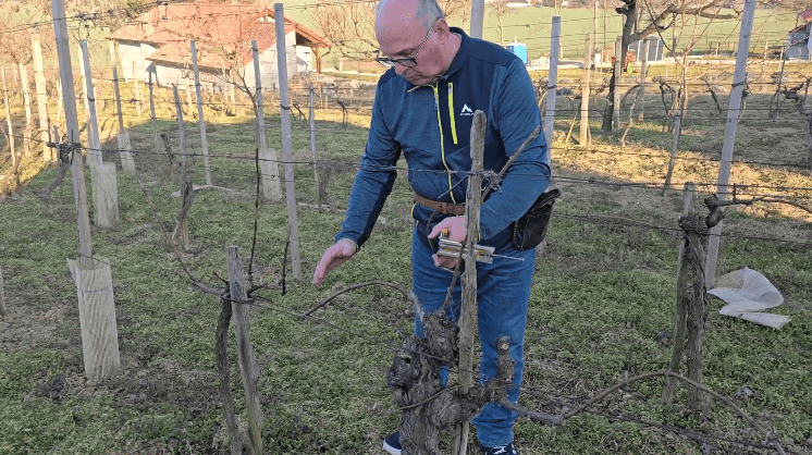 Vinohrad na jar 2026 Viazanie, postreky a boj o zdravý štart sezóny