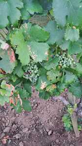 IMG 20250728 WA0012