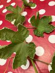 IMG 3731[1]