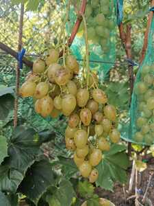 IMG 20250906 172530(1)