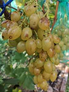 IMG 20250906 172614(1)