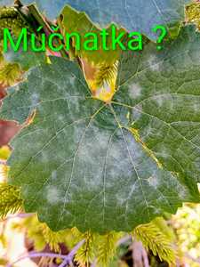 IMG 20250813 081843805~3 053208